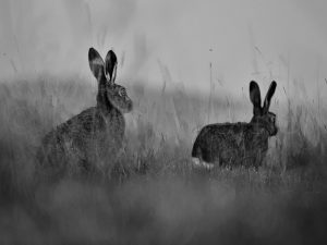 'The Chase' - Greetings Card