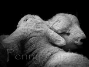 'Brotherly Love' - Limited Edition Print