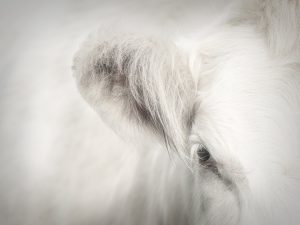 'Noelle' - Limited Edition Print