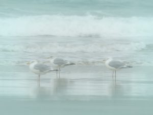 '3 Gulls' - Limited Edition Print