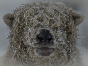 'A Portrait of Florence' - Limited Edition Print