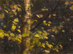 'Autumn' - Greetings Card