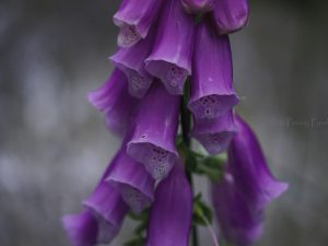 'Foxglove' - Limited Edition Print