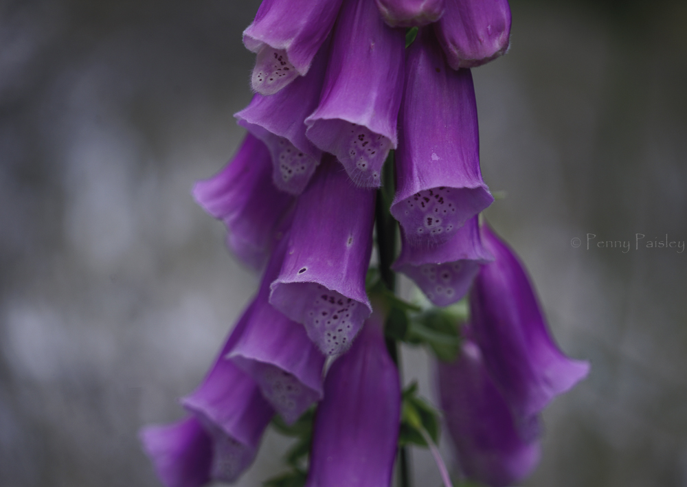 'Foxglove' - Limited Edition Print