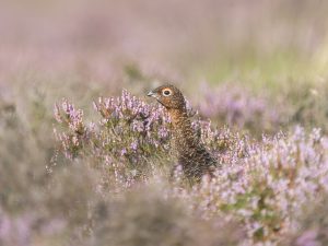 'Grouse in Heather' - Limited Edition Print