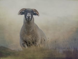 'Highland Mist' - Limited Edition Print