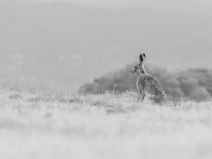 'In the Bright Light' - Limited Edition Print