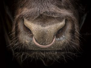 'Justice' - Limited Edition Print