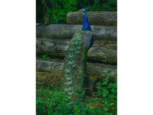 'One Proud Peacock' - Limited Edition Print