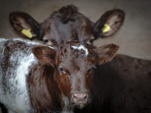 'One in My Image' - Limited Edition Print