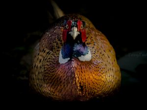 'Phantastic Mr Pheasant'- Limited Edition Print