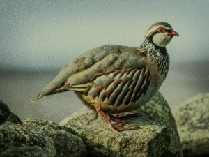 'Red Legged Partridge' - Limited Edition Print