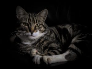 'Tabby Cat' - Greetings Card