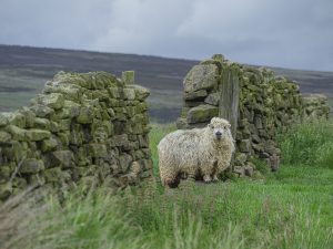 'Windswept' - Limited Edition Print