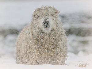 'Winter Woolly' - Limited Edition Print