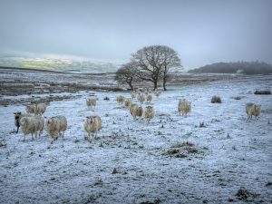 'A Dusting of Snow' - Limited Edition Print