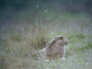 'Basking Hare' - Limited Edition Print