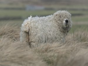 'Bottom's Up!' - Greetings Card