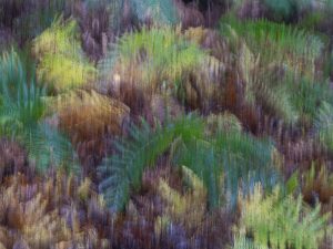 'Bracken' - Limited Edition Print