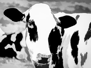 'Coy Cow' - Limited Edition Print