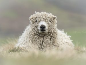 'Curly Girl' - Greetings Card