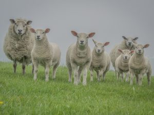 'Family Affair' - Greetings Card