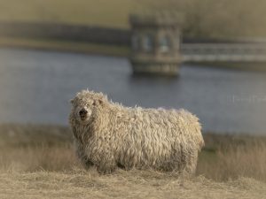 'Greyface Dartmoor' - Greetings Card