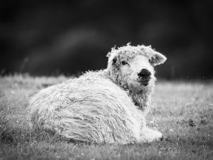 'Greyface Dartmoor Lamb' - Greetings Card