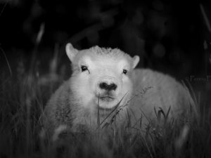 'Mr Trimble in A Shady Place' - Limited Edition Print