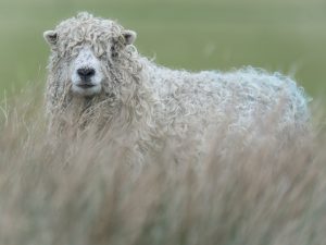'On the Fringe' - Greetings Card
