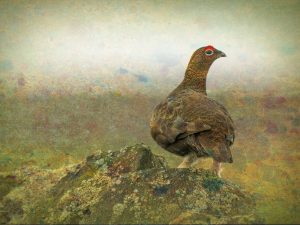 'Perching Grouse' - Limited Edition Print