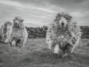 'Photo Finish' - Limited Edition Print