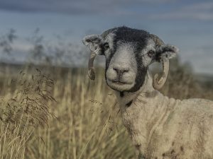 'Precious' - Greetings Card