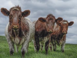 'Roan Trio' - Limited Edition Print