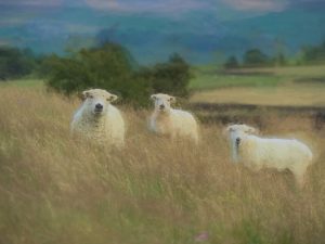 'Summer Meadow' - Limited Edition Print