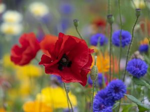 'Wildflowers' - Limited Edition Print