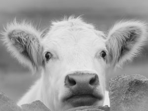 'Patience' Ready to Hang Canvas Wall Art