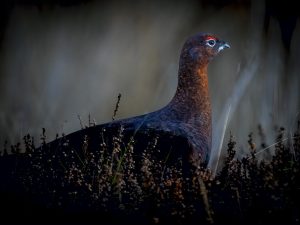 'Red Grouse' - Greetings Card