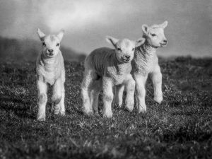 'Three Lambs' - Limited Edition Print