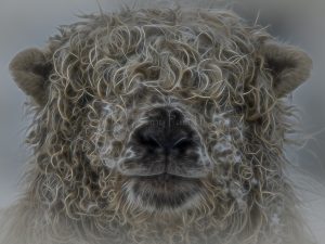 'A Portrait of Florence' - Greetings Card