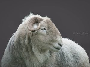 'Herdwick Ram' - Limited Edition Print
