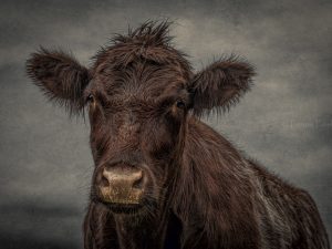 'Grungey Cow' - Limited Edition Print
