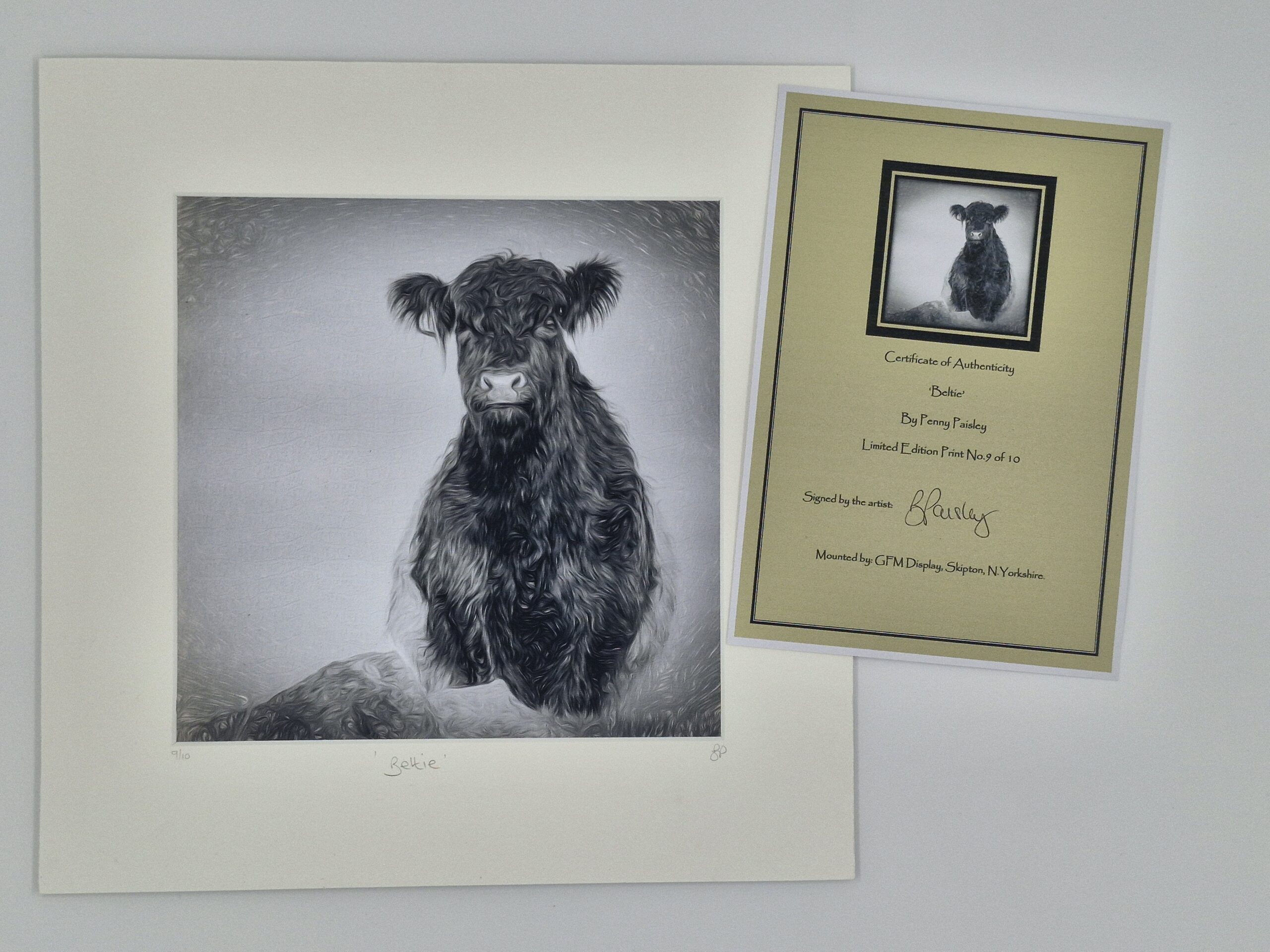 'Beltie' - Limited Edition Print - Image 2