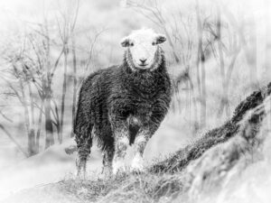'Herdwick on Holme Fell' - Limited Edition Print