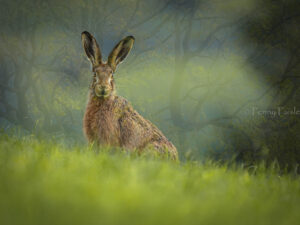 'Hare in the Wood' - Limited Edition Print