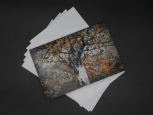 'Silver Birch' - Greetings Card