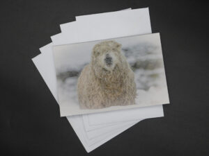 'Winter Woolly' - Greetings Card