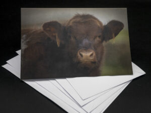 'Beef Shorthorn' - Greetings Card