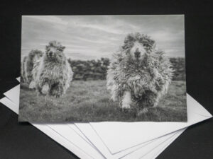 'Photo Finish' - Greetings Card