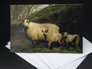 'Ewe and Lambs' - Greetings Card